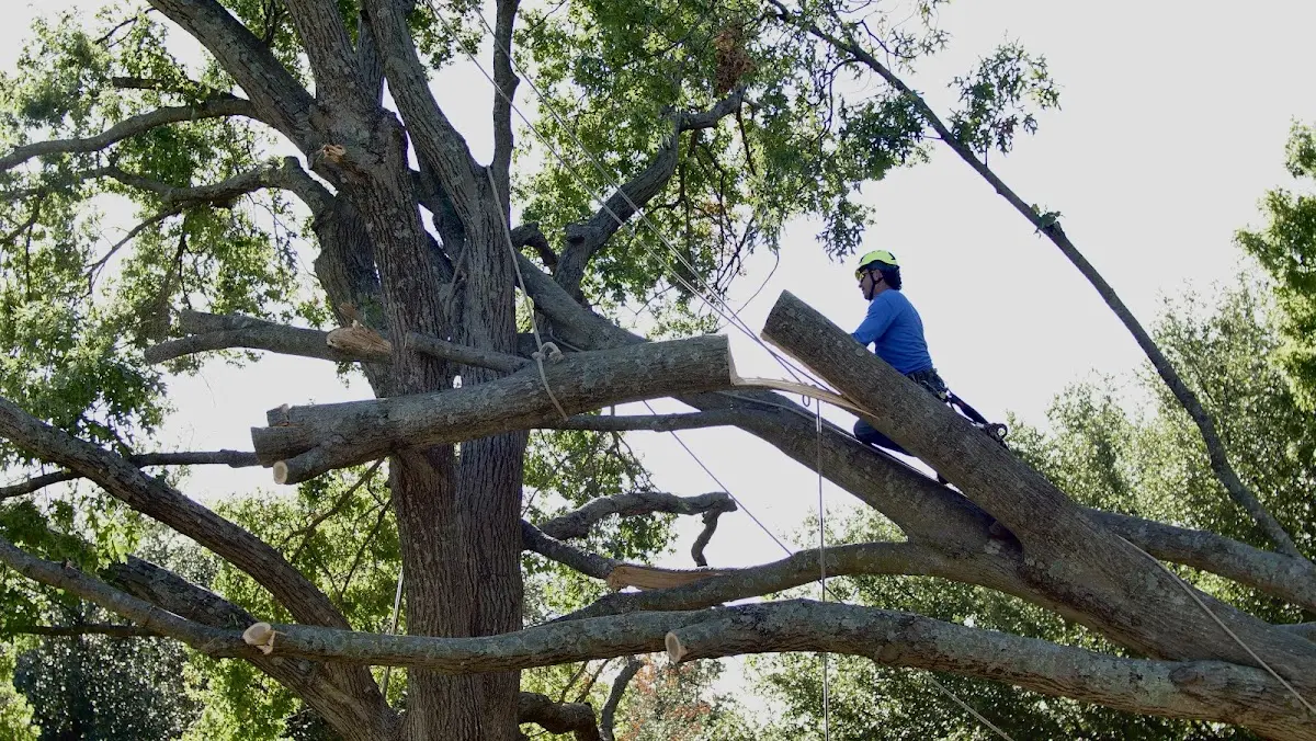 Professional Hazardous Tree Removal performed by certified arborists in Basin