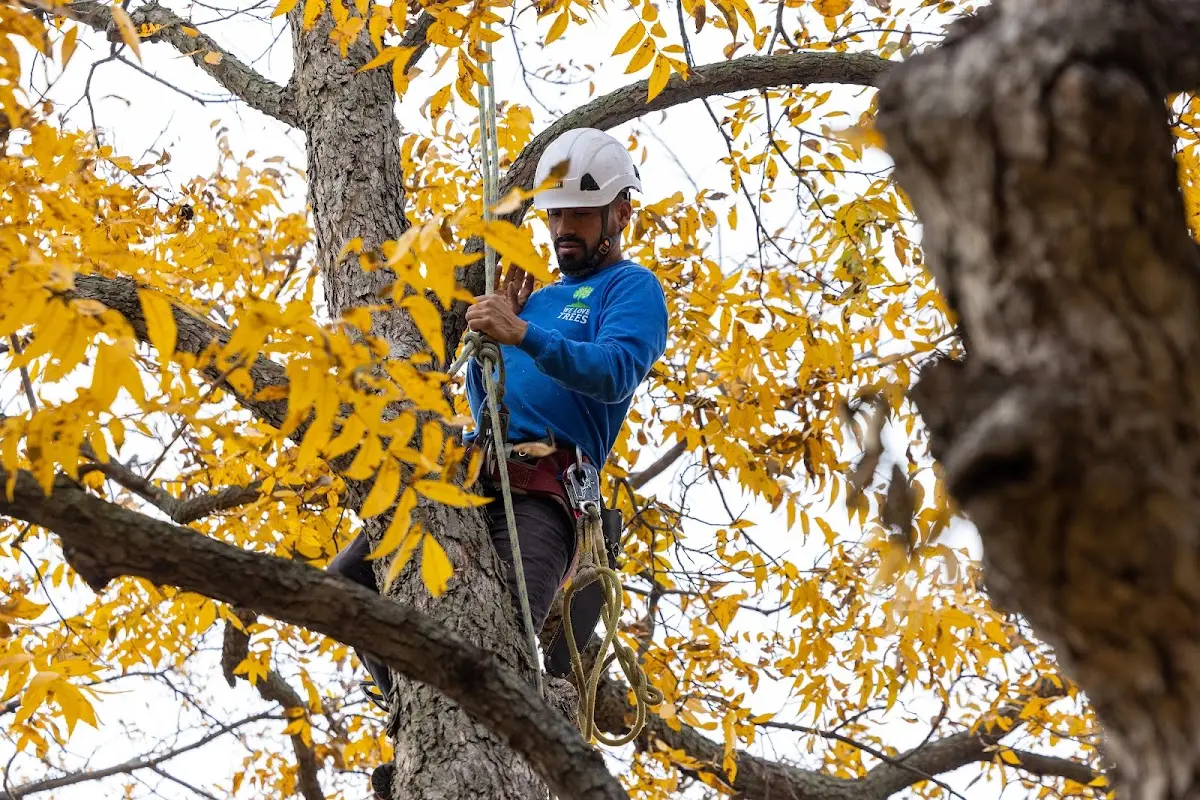Skilled Tree Transplanting crew working in Basin